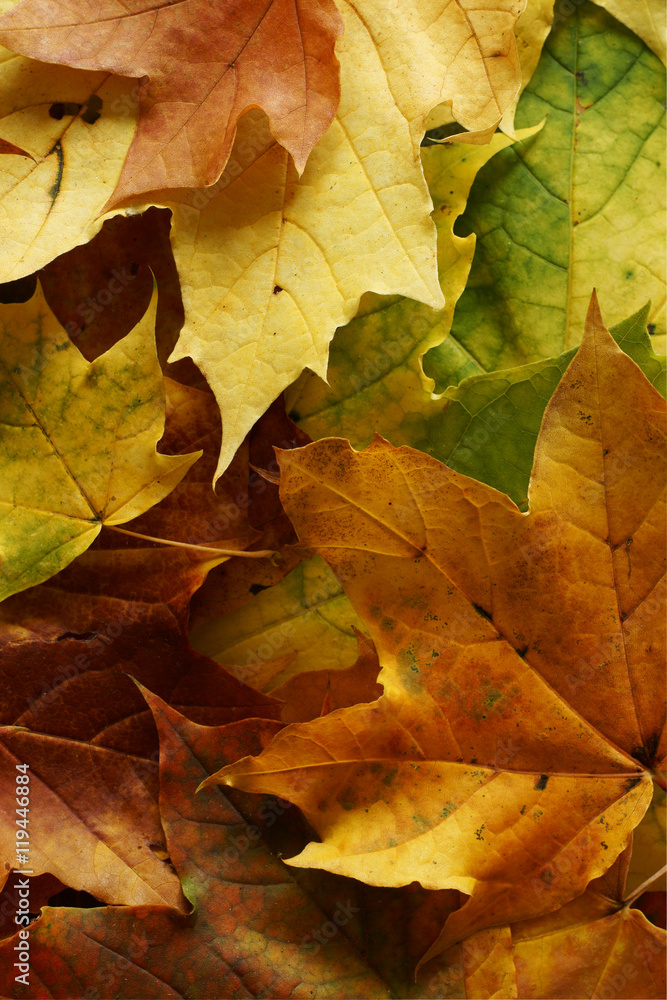 Autumn fallen leaves background texture