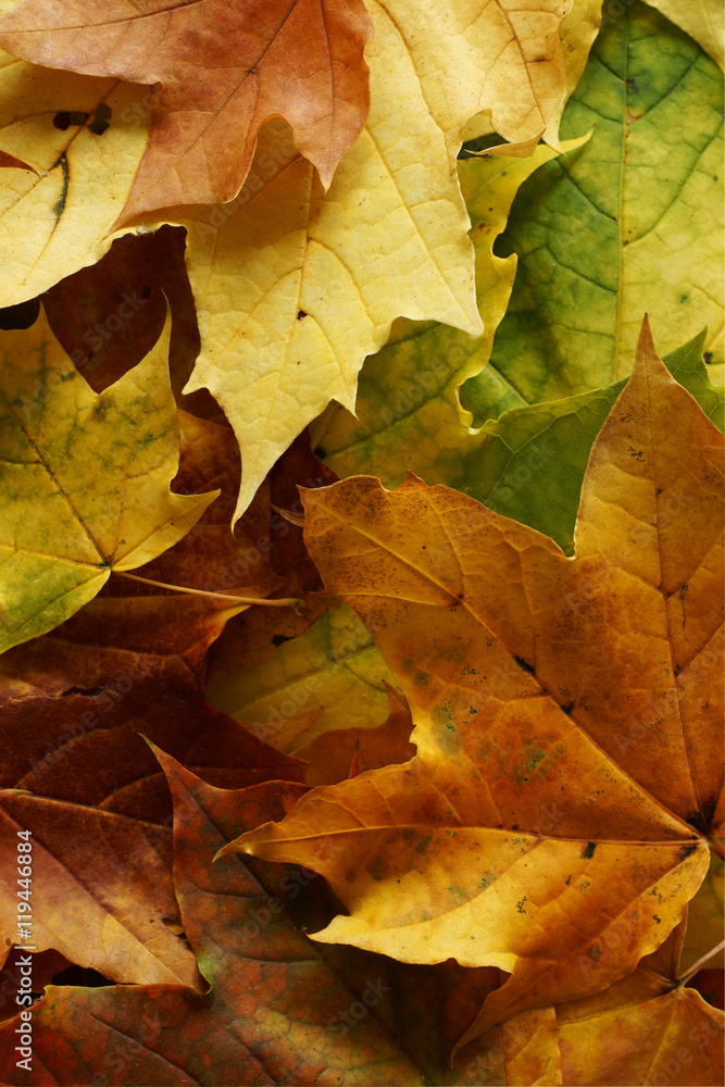 Autumn fallen leaves background texture Autumn fallen leaves background texture