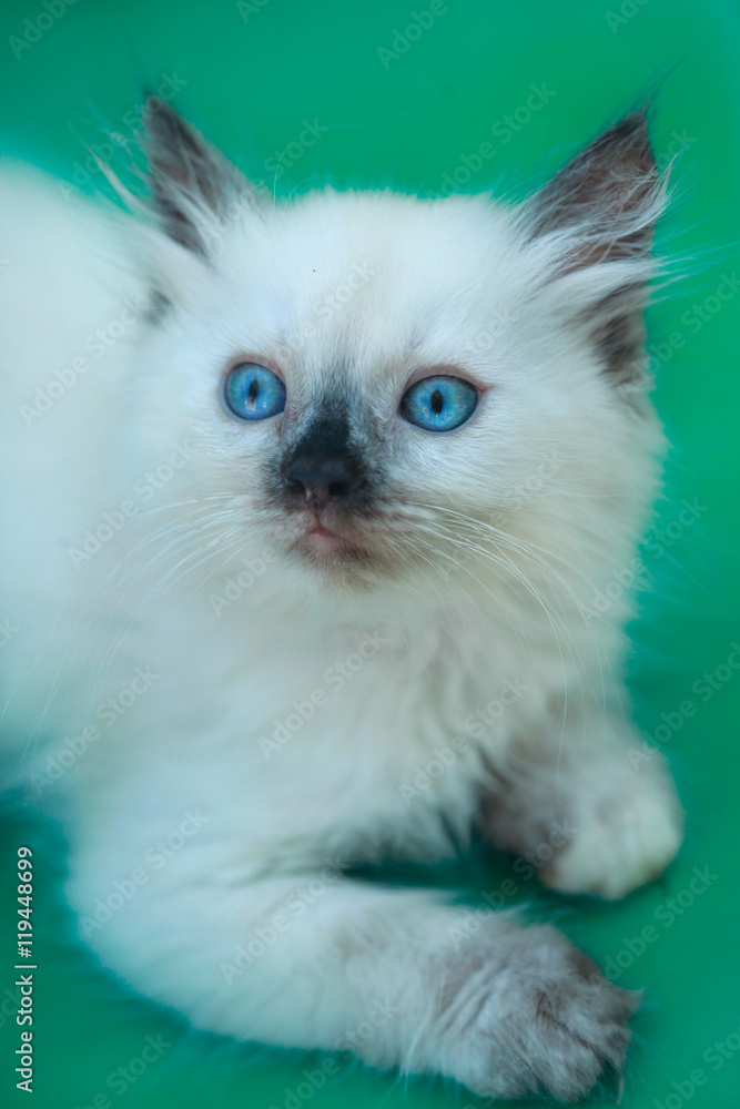 white fluffy kitten