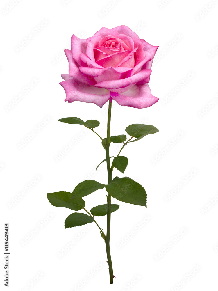 Delicate pink rose Delicate pink rose