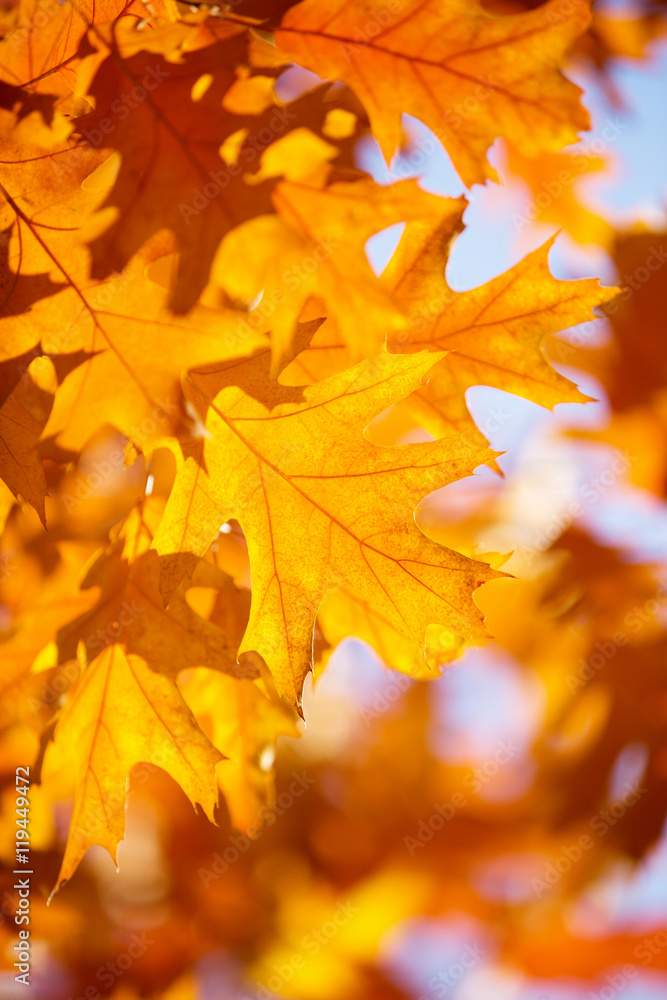Yellow maple leaves on a twig in autumn Yellow maple leaves on a twig in autumn