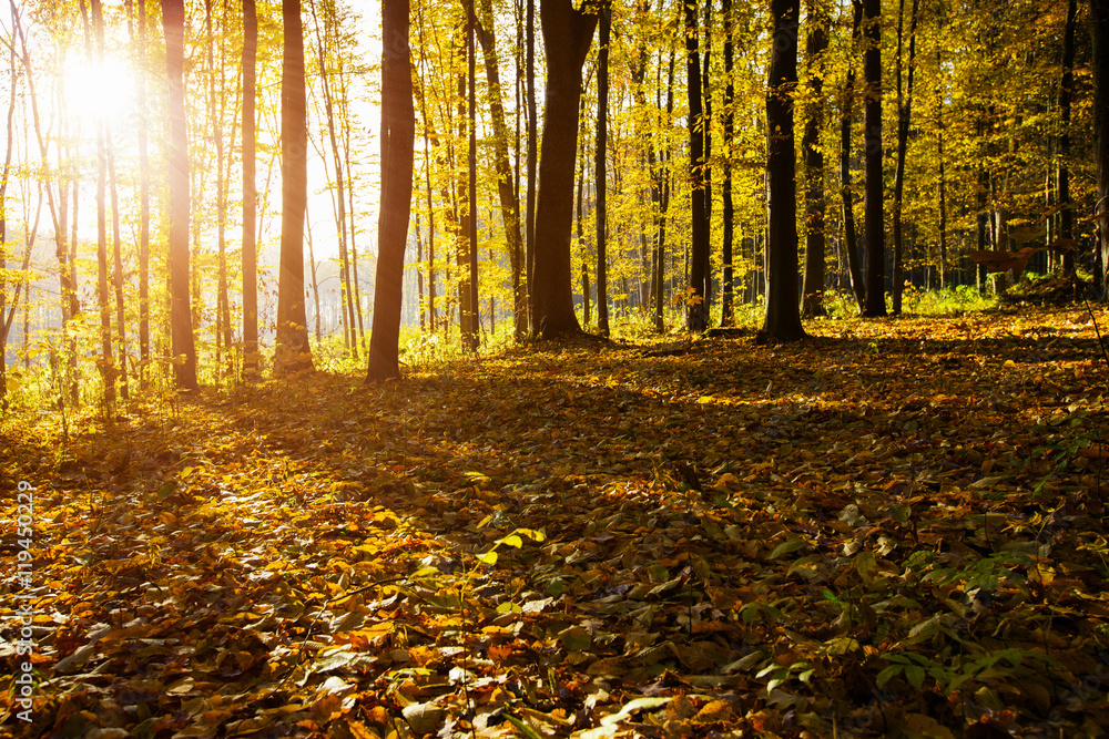 Obraz premium Golden autumnal forest with sunbeams