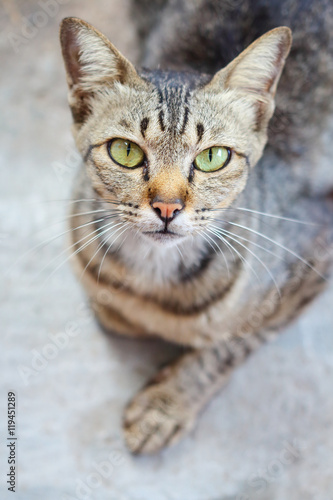 Closeup face of the cat. © tcareob72