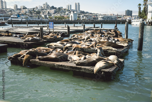 Photography Seals on a Pile on San Francisco Pier 39