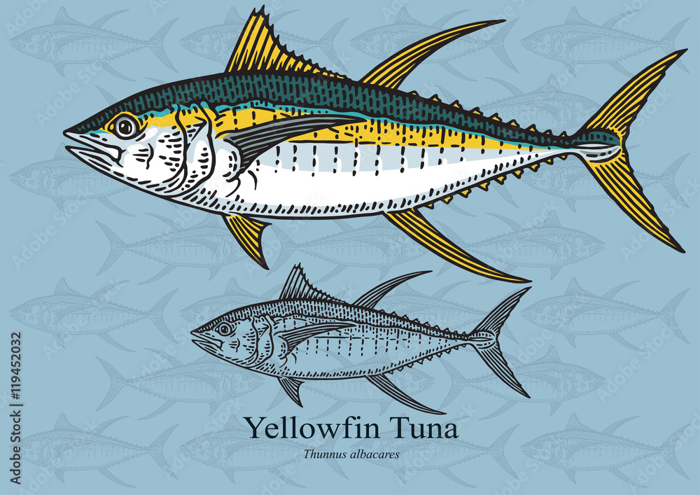 Naklejka premium Yellowfin Tuna. Vector illustration for artwork in small sizes. Suitable for graphic and packaging design, educational examples, web, etc.