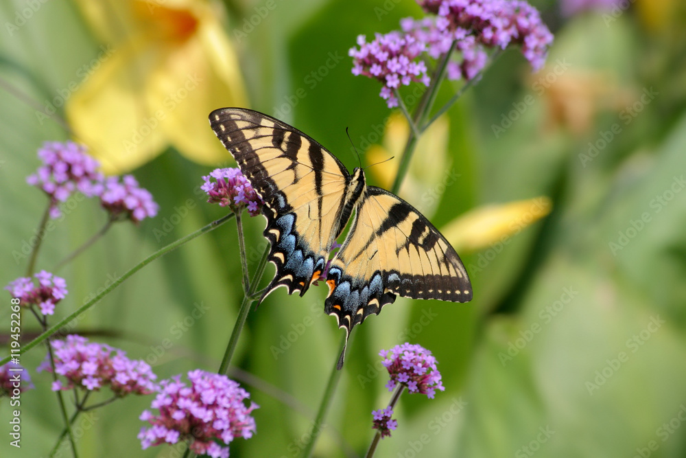 Fototapeta premium Eastern Tiger Swallowtail