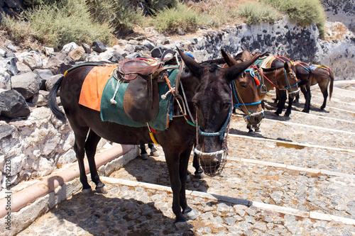 Sad and bored donkeys. Santorini