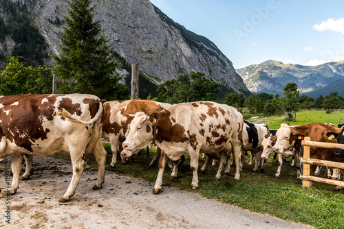 Cattle returns home in scenic mountains of Grosser Ahornboden Austria