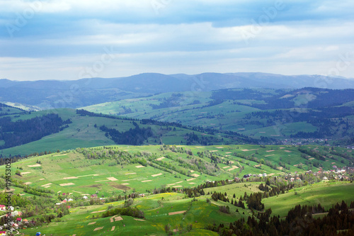 landscape of a Carpathians mountains with grassy valley, fir-tre