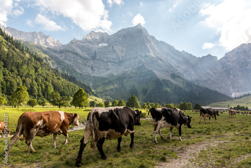 Cattle returns home in scenic mountains of Grosser Ahornboden Austria