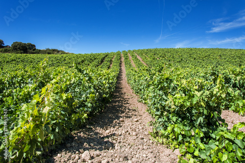 viñedos en La Rioja