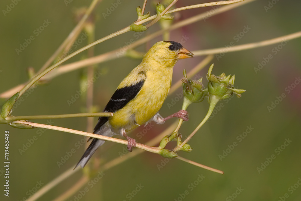 Fototapeta premium American Goldfinch