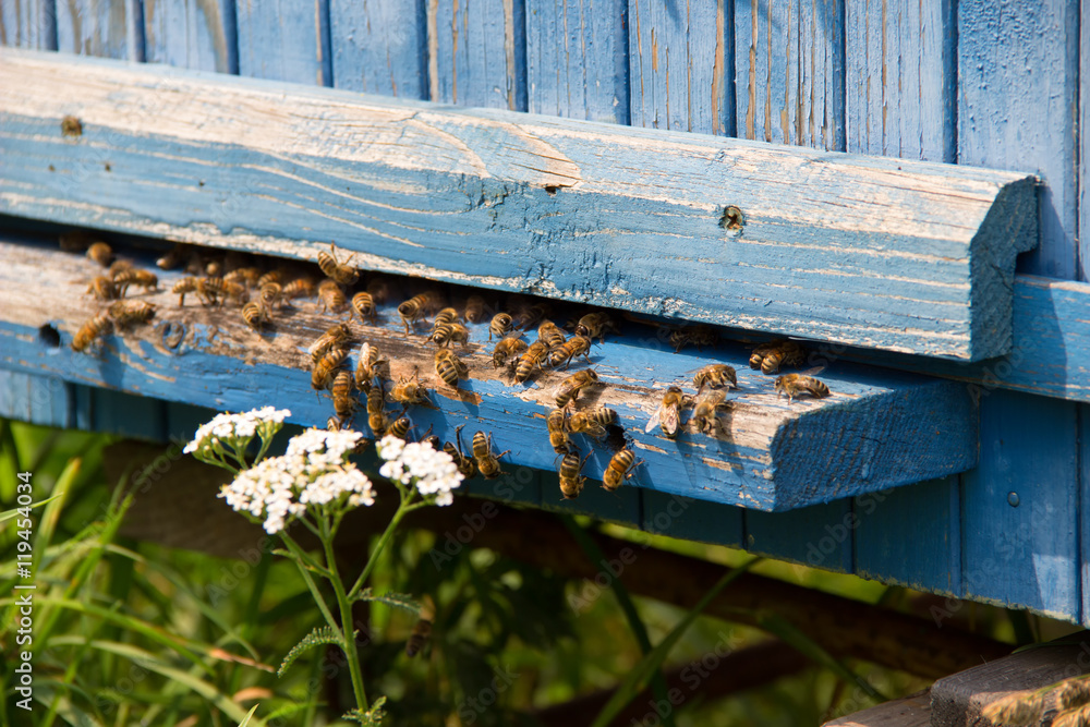 Life of bees. Worker bees. The bees bring honey. Life of bees. Worker bees. The bees bring honey.