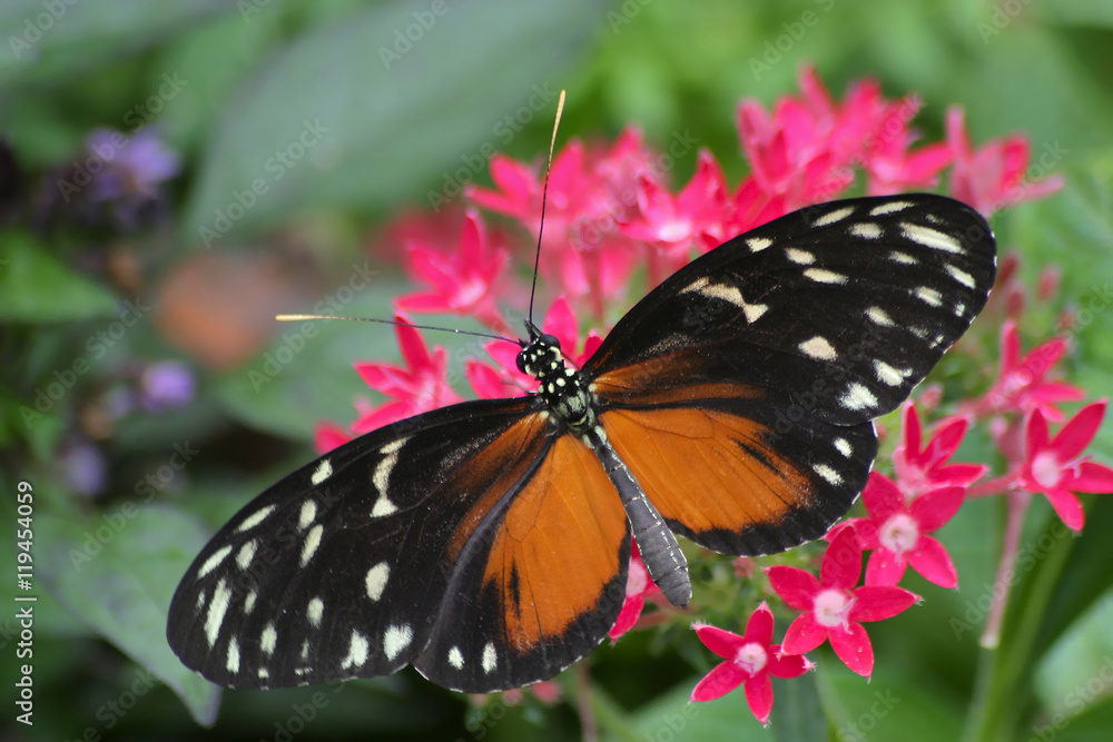 Fototapeta premium Tiger Longwing