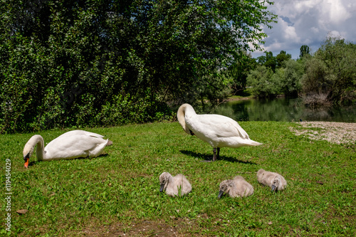 labudovi, štenci - Bundek park Zagreb photo