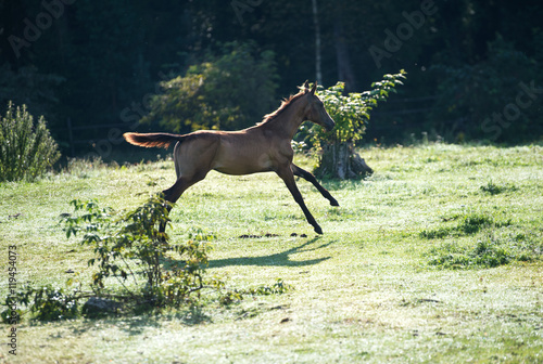 running purebred akhalteke dam with foal in the paddock © anakondasp