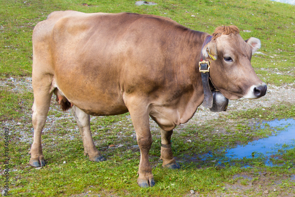 Cow on a pasture in the Alps