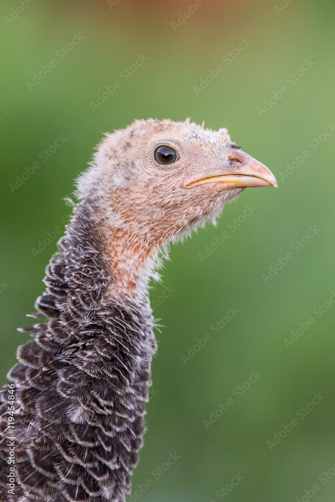 Portrait of a yong turkey on the organic household yard. Authentic farm series. Portrait of a yong turkey on the organic household yard. Authentic farm series.
