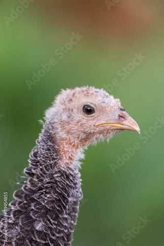 Portrait of a yong turkey on the organic household yard. Authentic farm series.