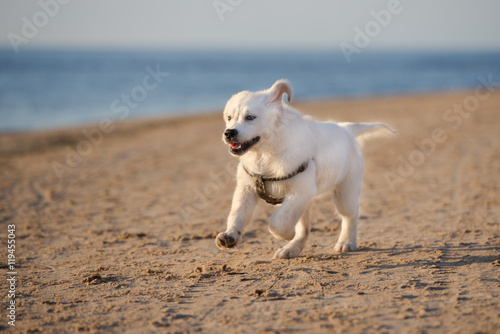 happy golden retriever puppy running on a beach