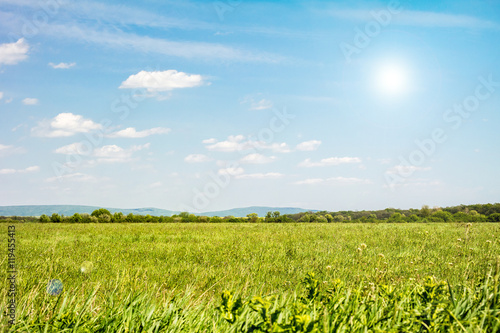 Field of green grass and sky. Background with cloudy sky and grass. 