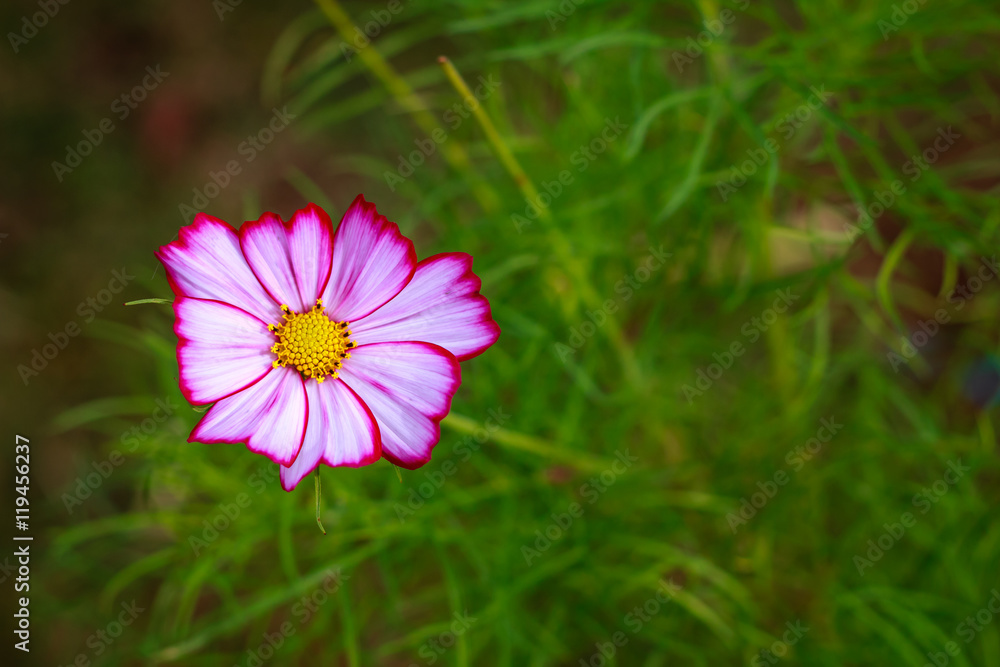 flowers after the rain, refreshing and beautiful.