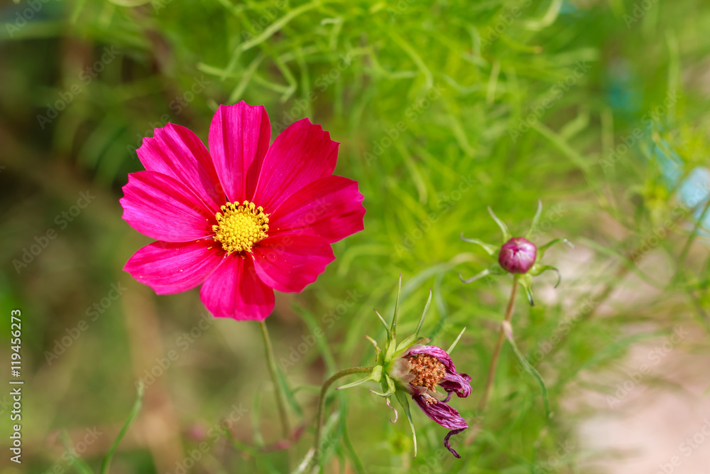 flowers after the rain, refreshing and beautiful.