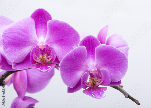 Pink streaked orchid flower  isolated on white background