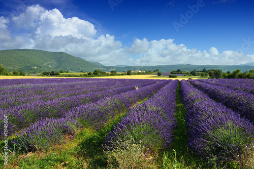 Lavender fields in Provence, France