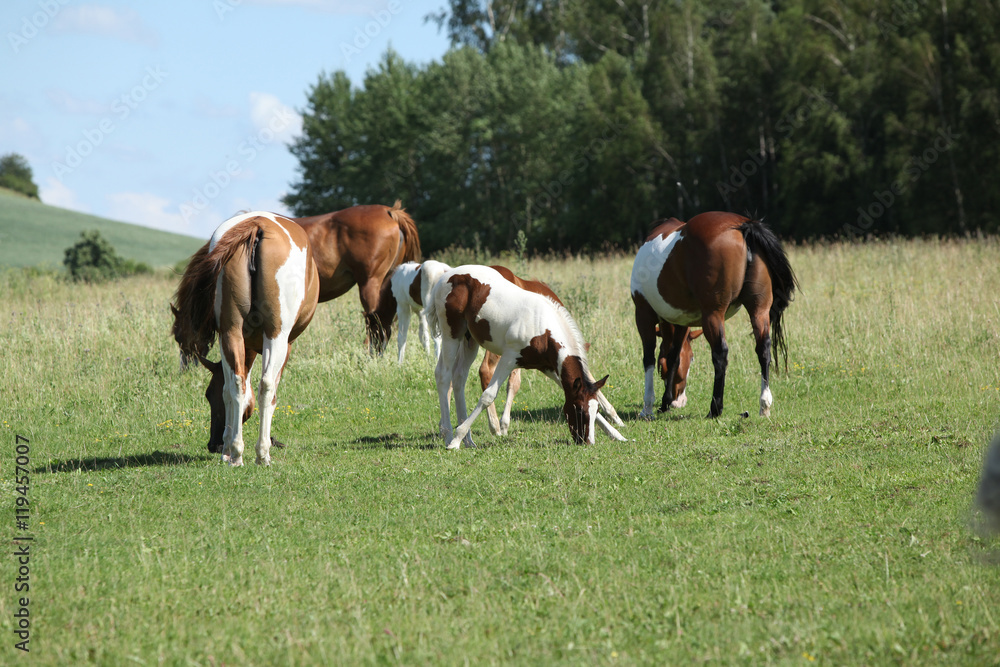 Batch of paint horses on pasturage