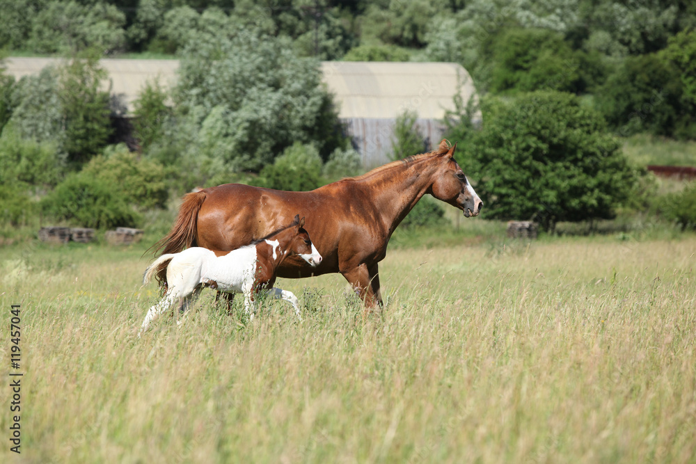 Mare with a foal running Mare with a foal running