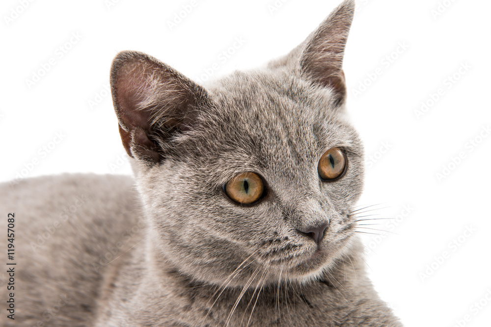 Gray British kitten