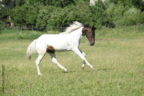 Amazing paint horse stallion running © Zuzana Tillerova