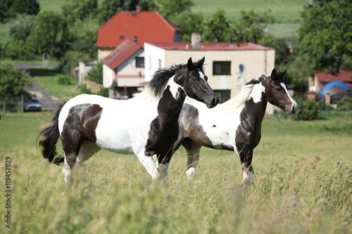 Two horses running
