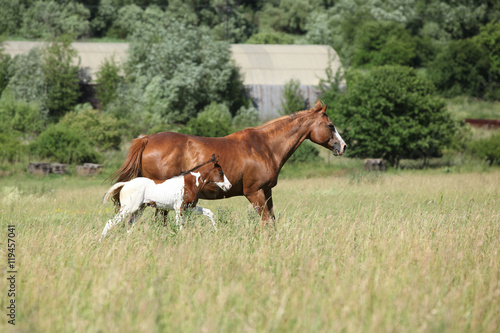 Mare with a foal running