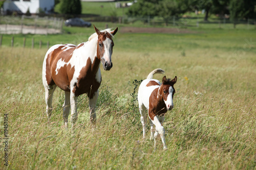 Young paint horse with little foal moving together