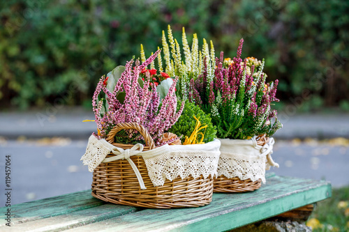 Calluna, hebe and kalanchoe