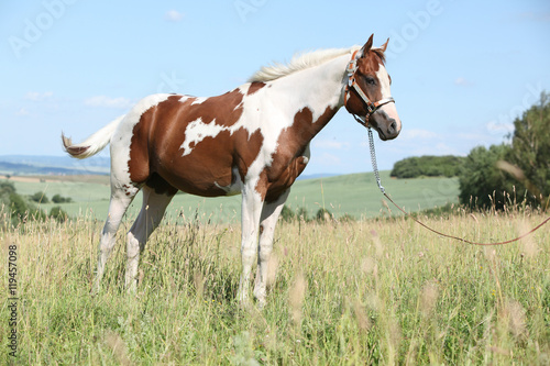 Portrait of nice paint horse in summer © Zuzana Tillerova