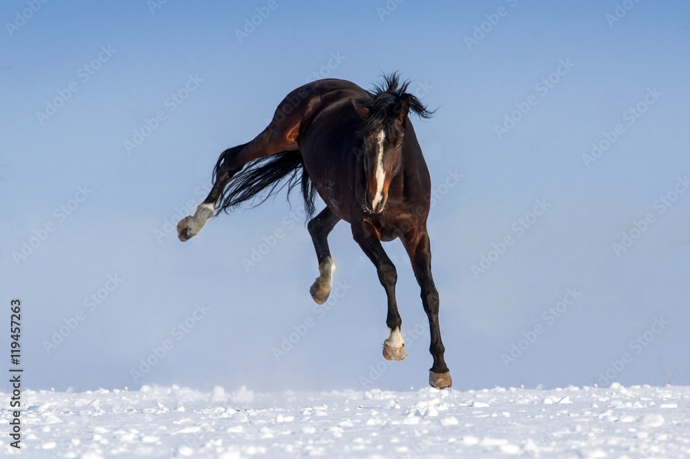Fototapeta premium Funny horse on snow field against blue sky