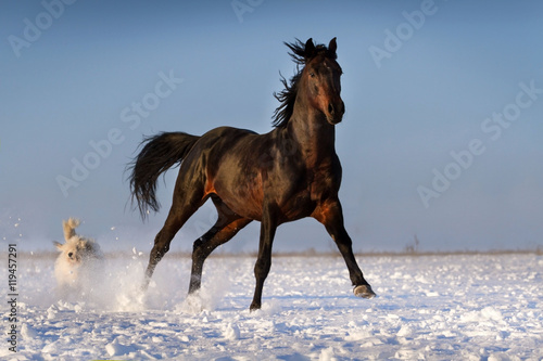 Bay stallion run in snow with dog