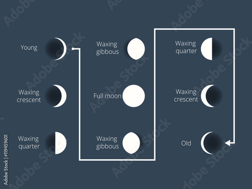 The phases of the moon. The whole cycle from new moon to full. Vector illustration.