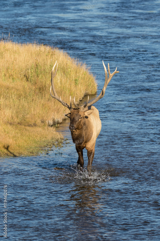 Bull Elk in River