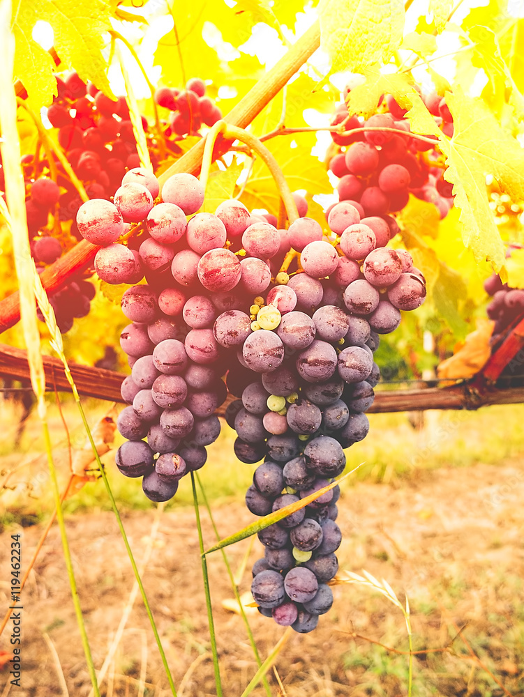 Fototapeta premium bunches of red grapes on vine in warm light