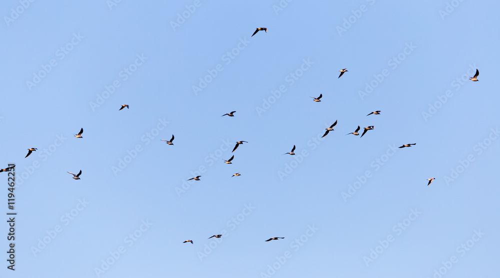 a flock of seagulls against a blue sky