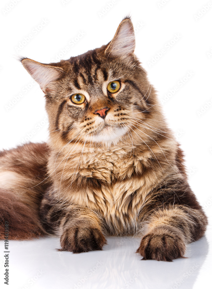 portrait Maine Coon cat With long brown wavy hair