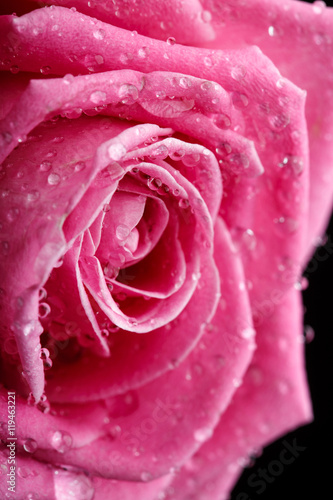 Closeup on Center of Beautiful pink Rose