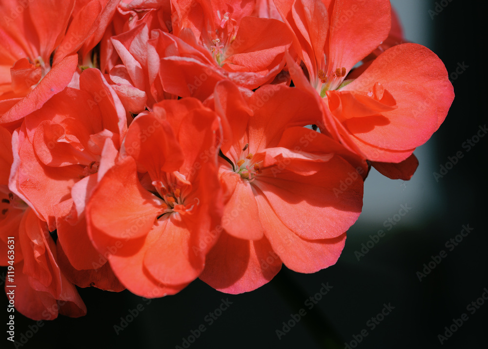 Part of red geranium flower on a black background