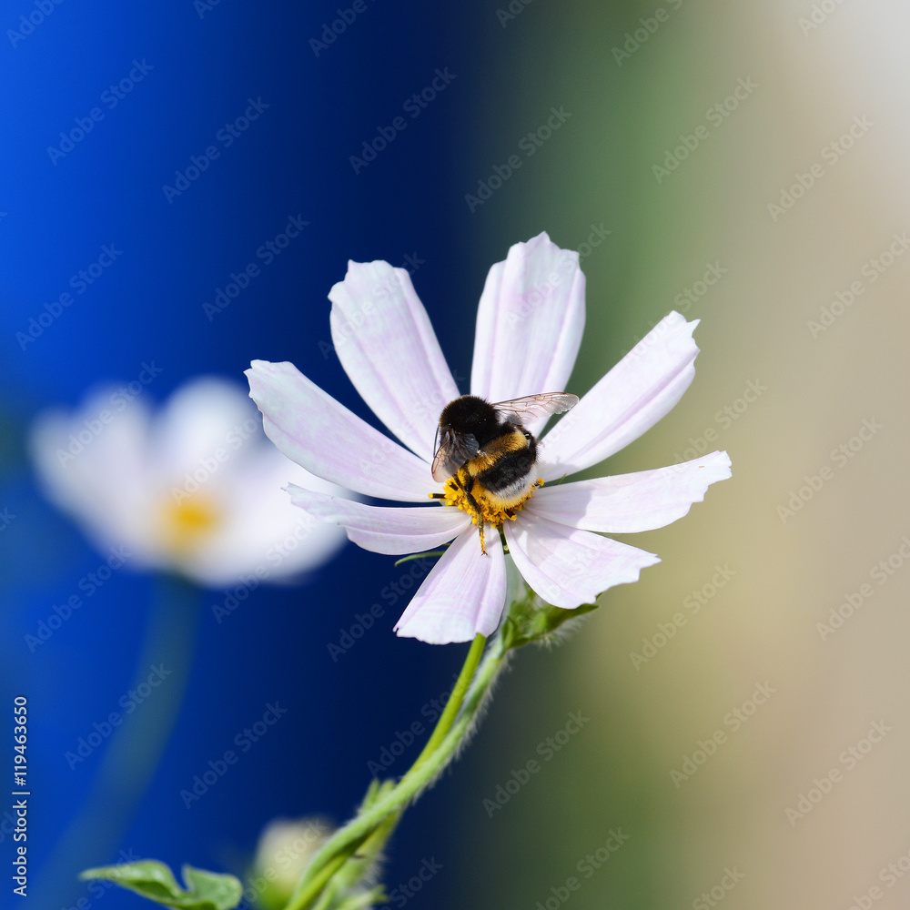 Bumblebee and white cosmos flowers on a colored background Bumblebee and white cosmos flowers on a colored background
