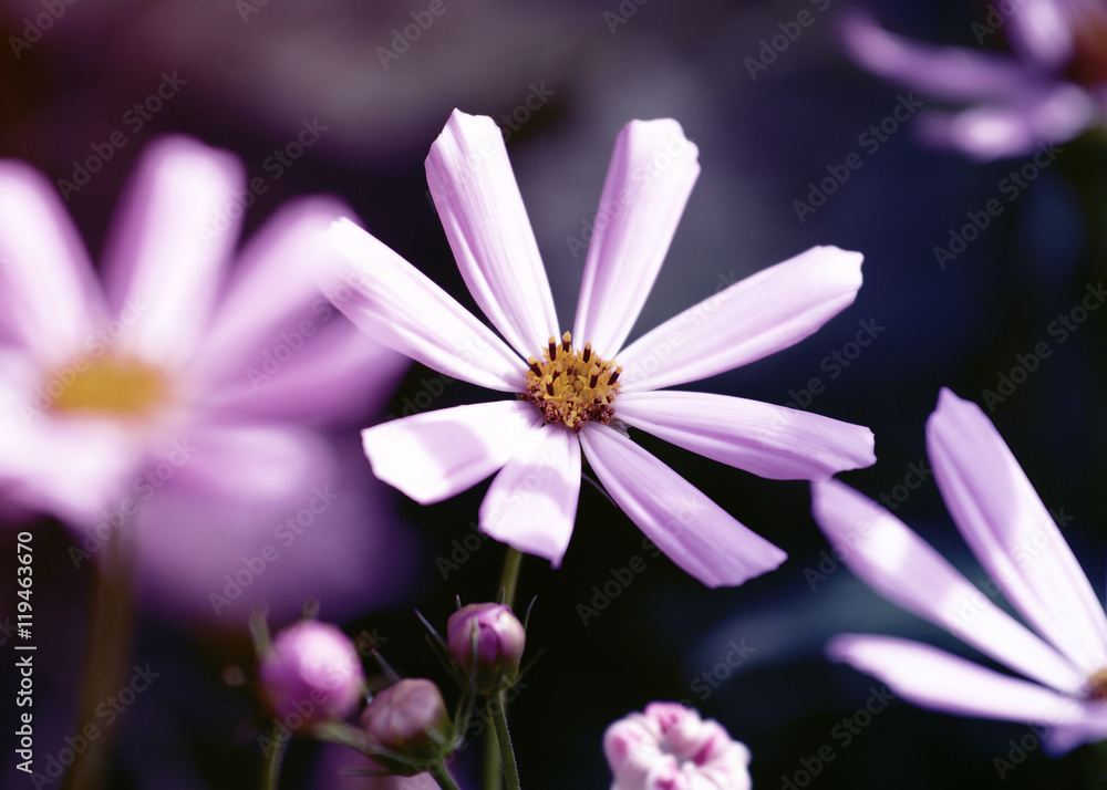 Beautiful pink Cosmos flowers in an art processing on dark background