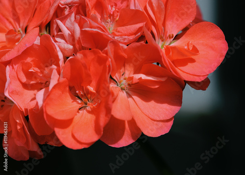 Obraz na płótnie Part of red geranium flower on a black background w salonie